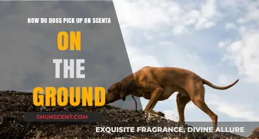 How Dogs Detect Ground Scents: Unlocking Their Olfactory Superpowers