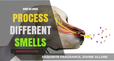 Unleashing the Canine Nose: How Dogs Decode a World of Scents
