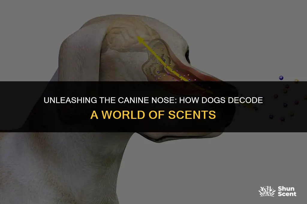 how do dogs process different smells