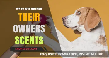 How Dogs Recognize and Remember Their Owners' Unique Scents