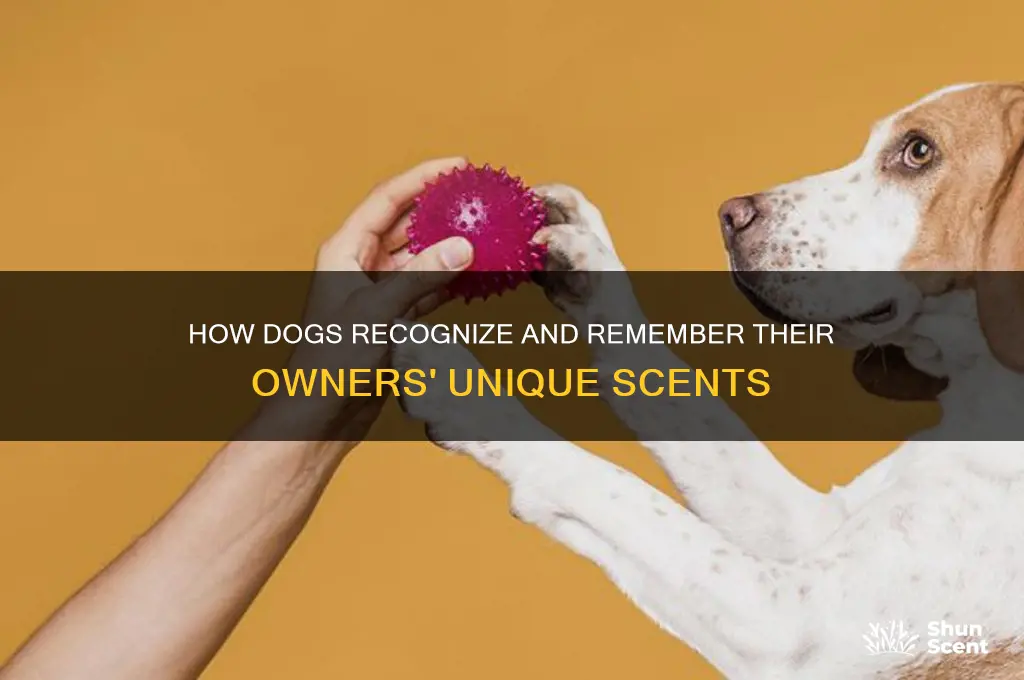 how do dogs remember their owners scents