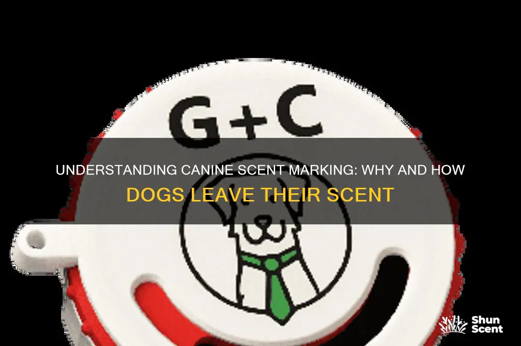 how do dogs scent mark