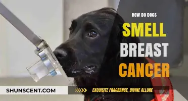Canine Noses: The Unlikely Heroes in Breast Cancer Detection