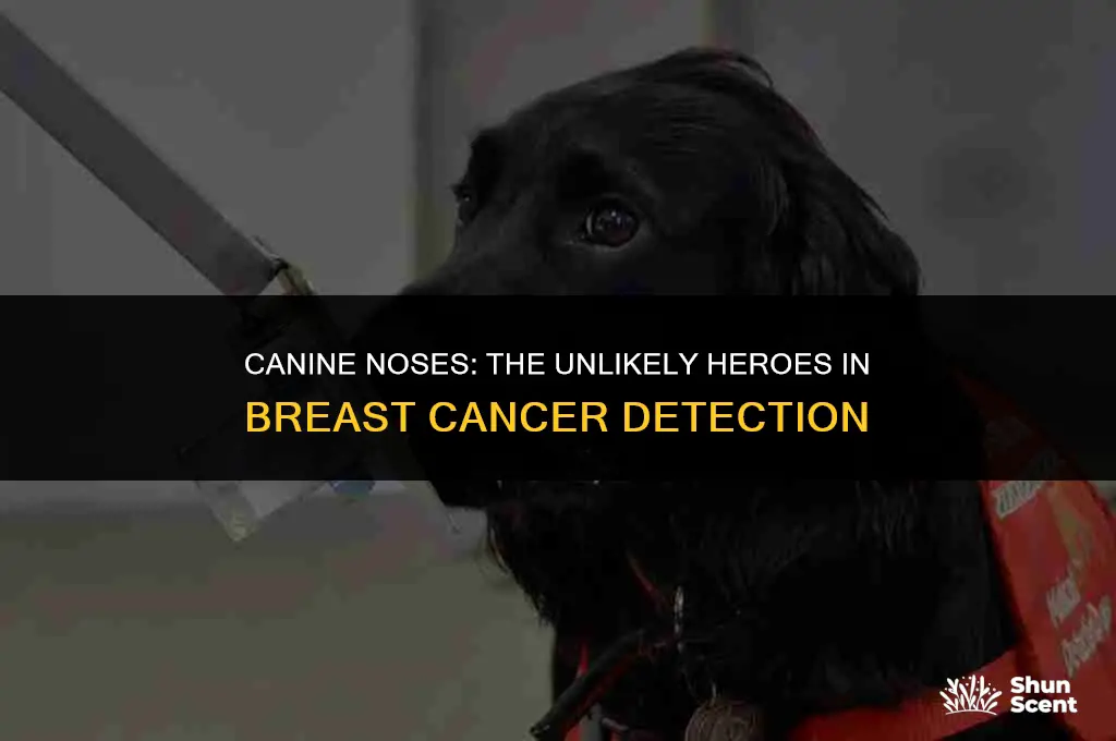 how do dogs smell breast cancer