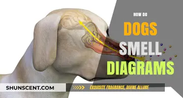 Unraveling the Canine Nose: A Guide to Dog Smell Diagrams