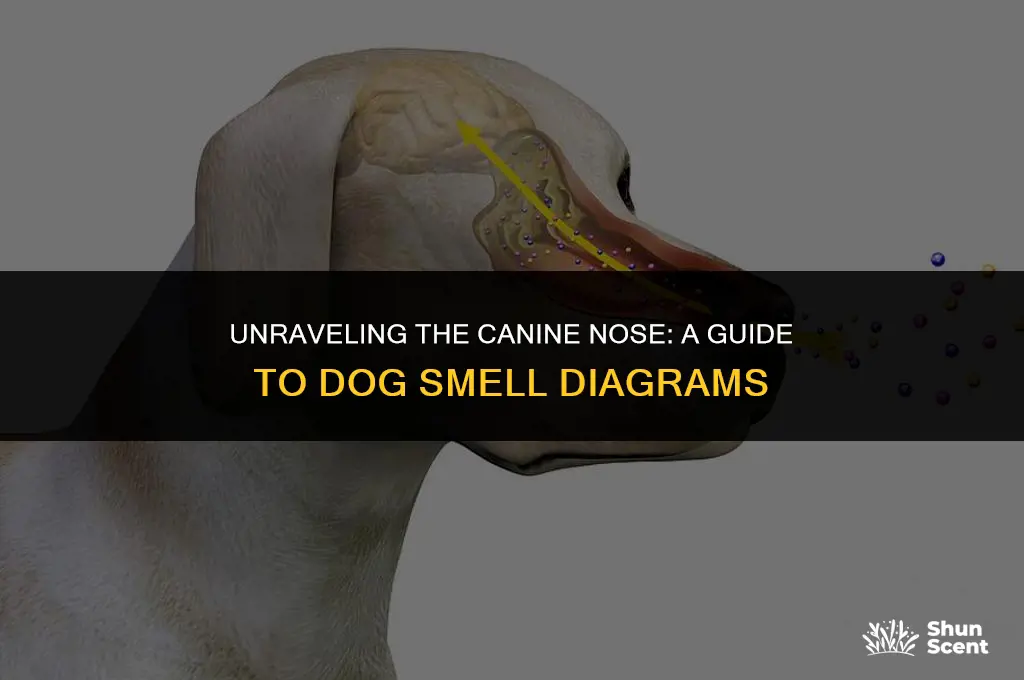 how do dogs smell diagrams