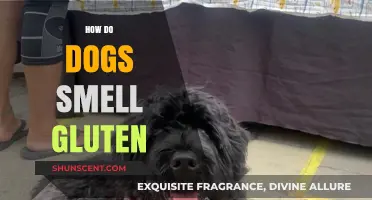 Unraveling the Mystery: Can Dogs Really Smell Gluten?
