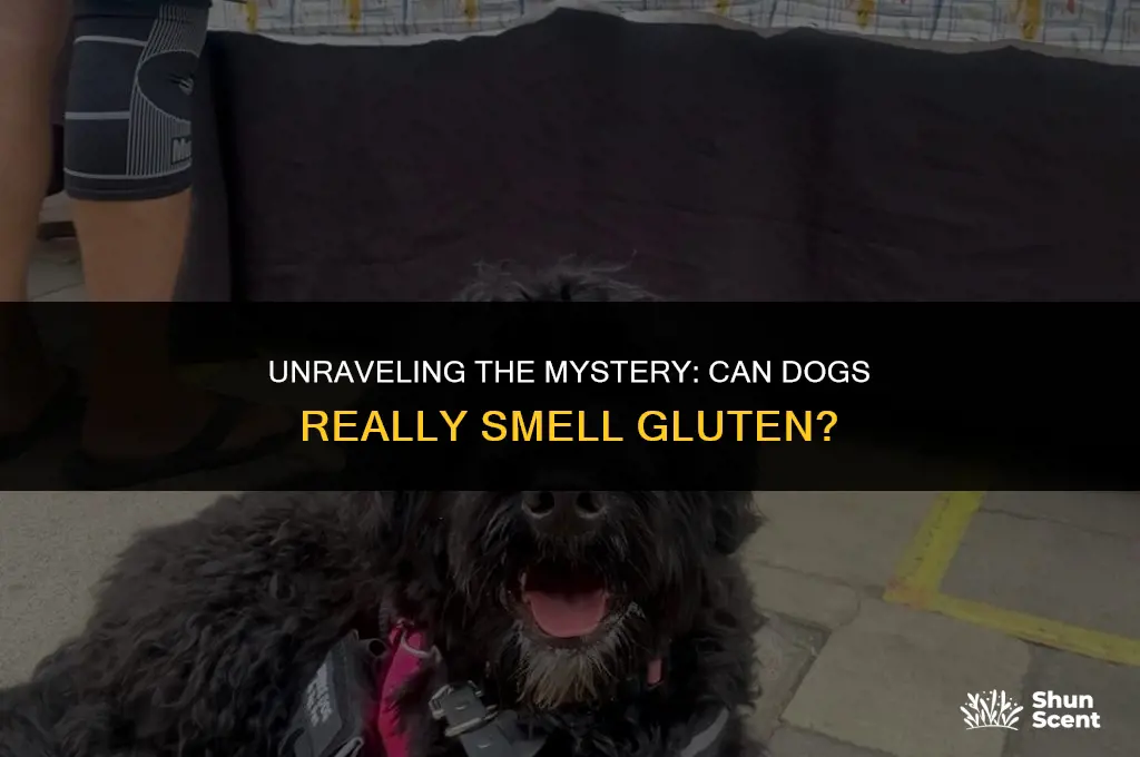 how do dogs smell gluten