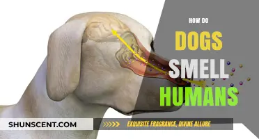 The Canine Nose Knows: Unraveling the Mystery of How Dogs Smell Humans