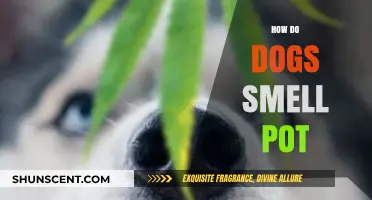 Pot Detection: The Science Behind a Dog's Incredible Sense of Smell