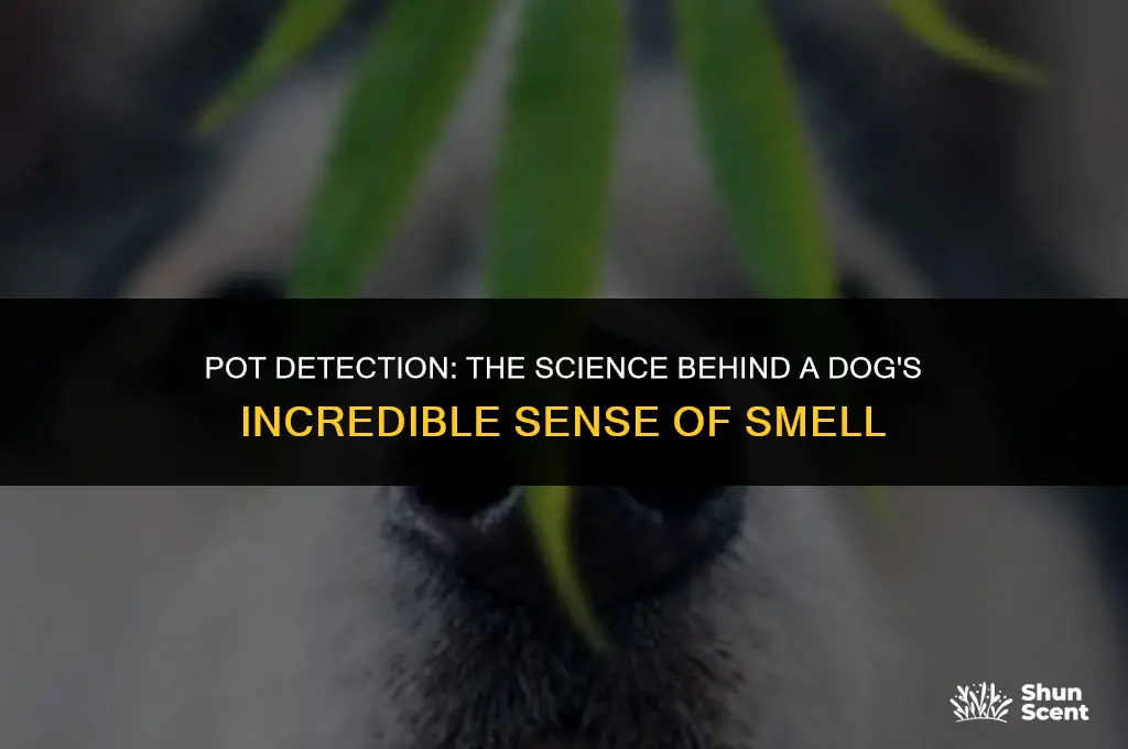 how do dogs smell pot