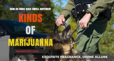 Sniffing Out the Differences: How Drug Dogs Detect Various Marijuana Strains