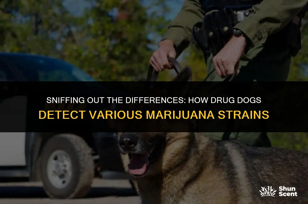 how do drug dogs smell different kinds of marijuanna