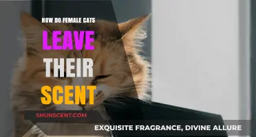 How Female Cats Mark Territory: Scent-Leaving Secrets Revealed