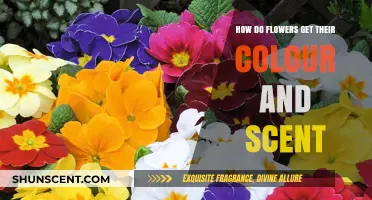 Unveiling the Secrets: How Flowers Develop Their Vibrant Colors and Scents