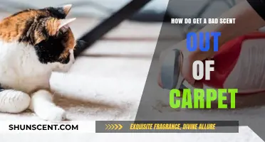 Effective Ways to Eliminate Stubborn Bad Odors from Your Carpet