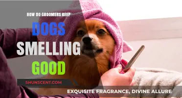 Secrets to a Freshly Groomed Pup: Keeping Your Dog Smelling Great
