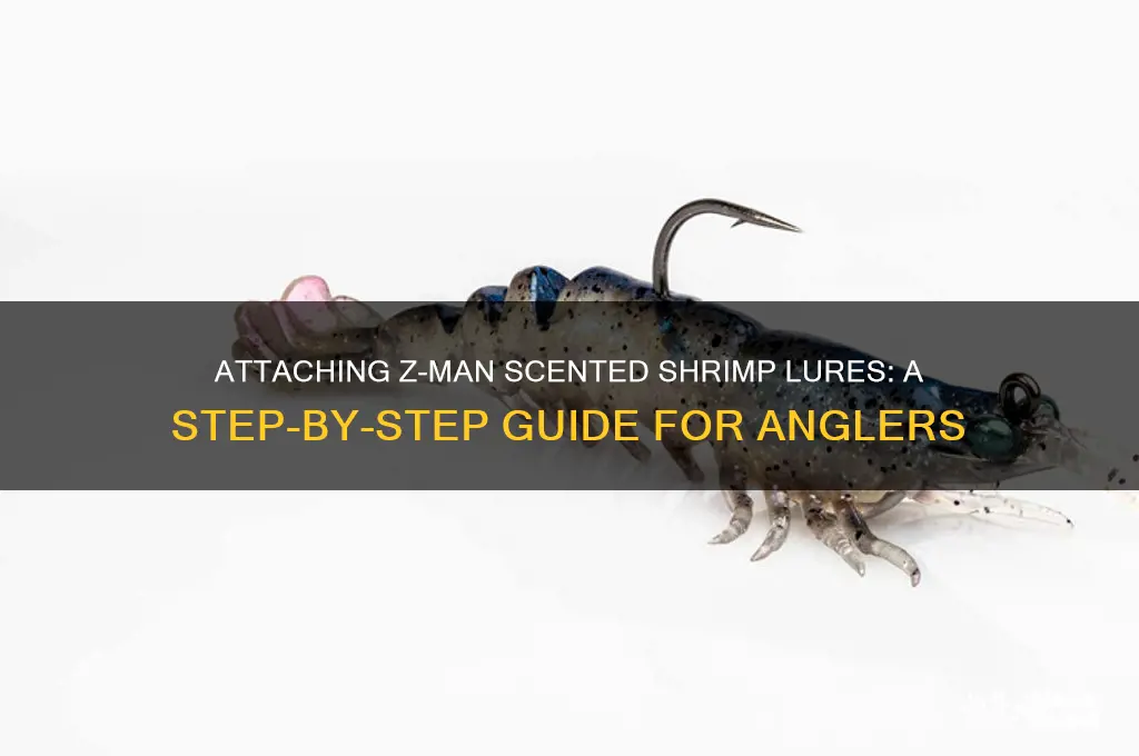 how do i attatch a zman scented shrimp lures