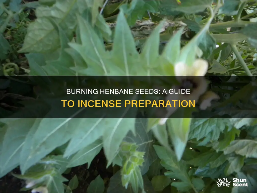 how do i burn henbane seeds in incense