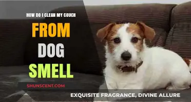 Freshen Up Your Home: A Guide to Removing Dog Smell from Your Couch