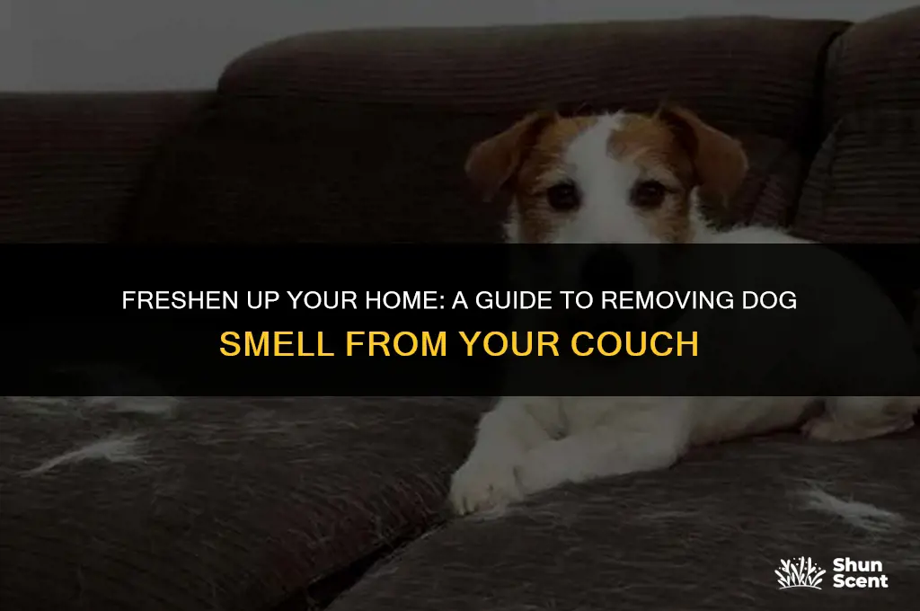 how do i clean my couch from dog smell