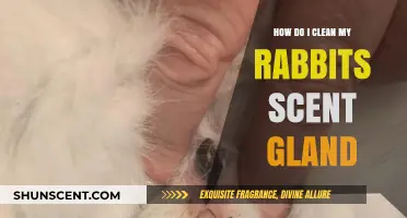 Effective Tips for Cleaning Your Rabbit's Scent Gland Safely