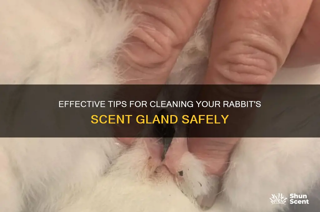 how do i clean my rabbits scent gland