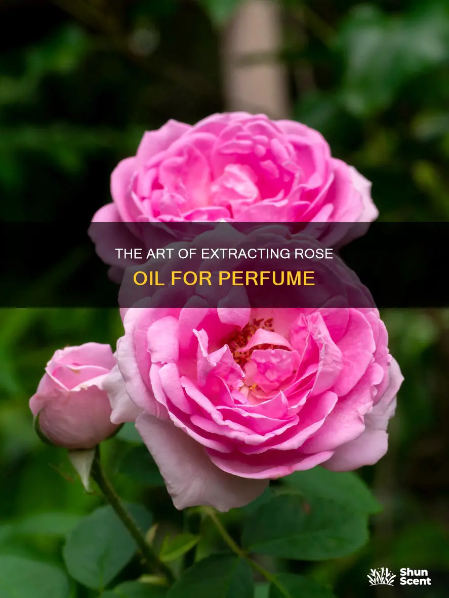 how do i collect rose oil for perfume