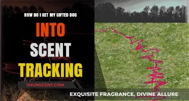Unlock Your Gifted Dog's Potential: A Guide to Scent Tracking