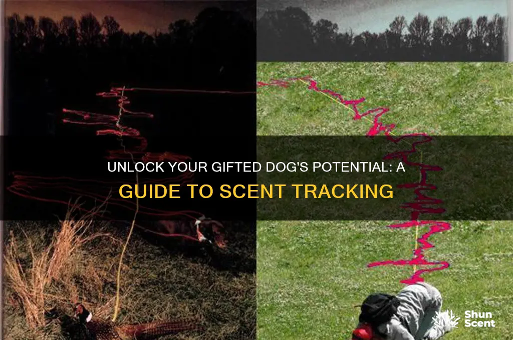 how do i get my gifted dog into scent tracking