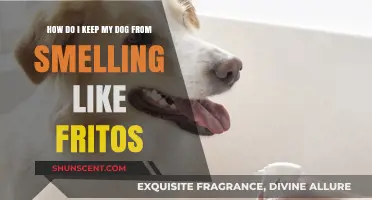 Banish the Frito Stink: Tips to Keep Your Dog Fresh