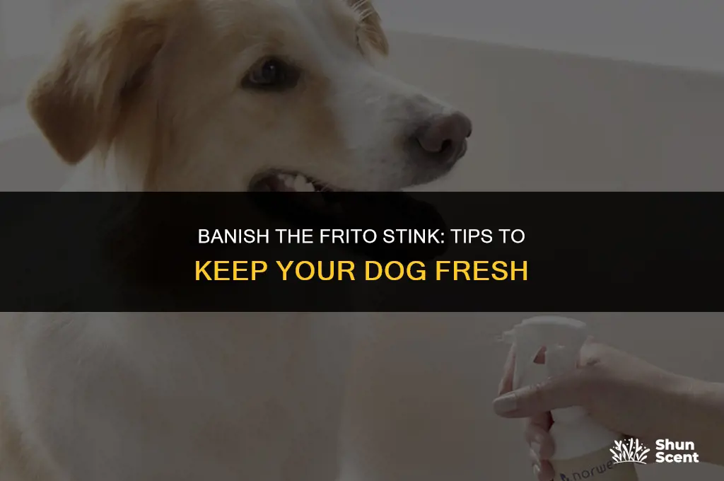 how do i keep my dog from smelling like fritos