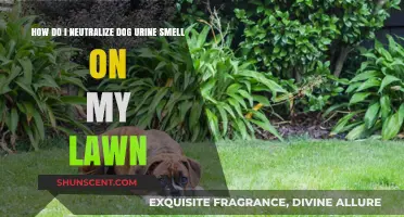 Effective Ways to Eliminate Dog Urine Odor from Your Lawn