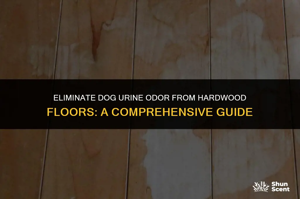 how do i remove dog urine smell from hardwood floor
