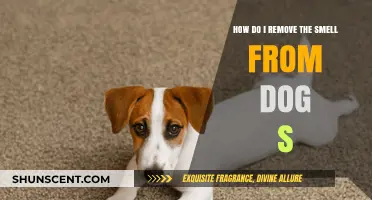 Effective Ways to Eliminate Dog Odor from Your Home