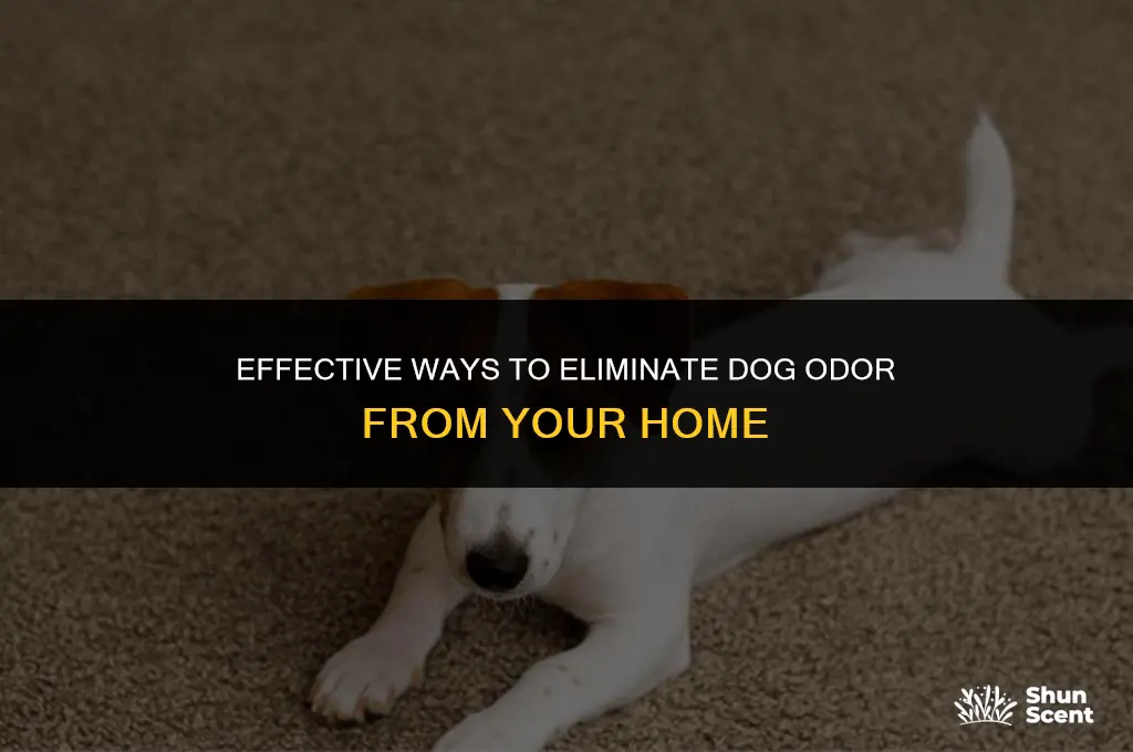 how do i remove the smell from dog s