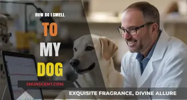 Understanding Canine Perception: How Dogs Experience Human Scents