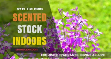 Growing Evening-Scented Stock Indoors: A Beginner's Guide to Success
