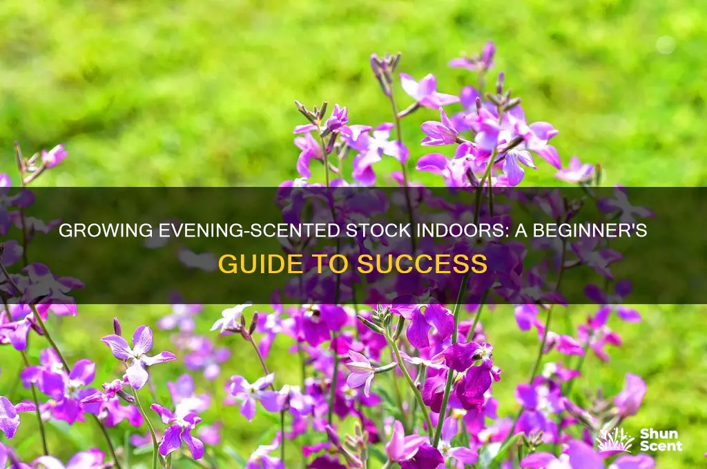 how do i start evening scented stock indoors