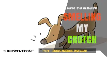 Understanding Canine Behavior: Why Dogs Sniff and How to Manage It