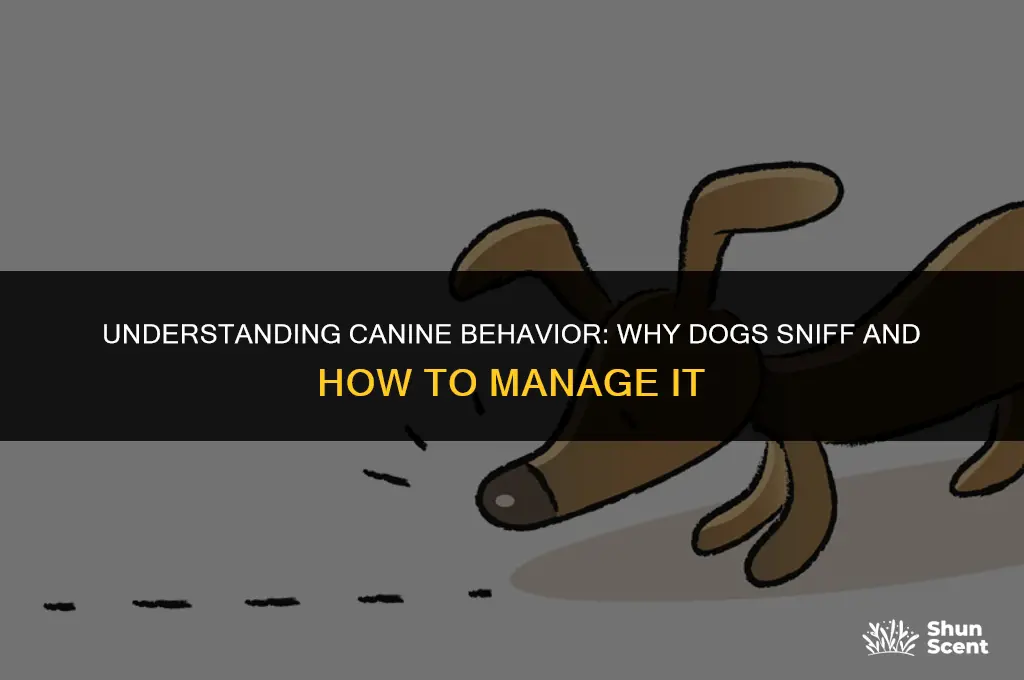 how do i stop my dog from smelling my crotch