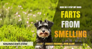 Freshen Up Your Home: A Guide to Odor-Free Canine Companions