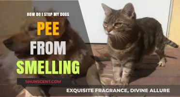 Effective Tips to Neutralize Dog Urine Odor in Your Home
