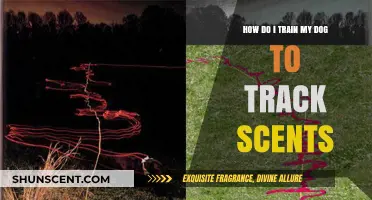 Mastering Scent Tracking: Effective Training Tips for Your Dog