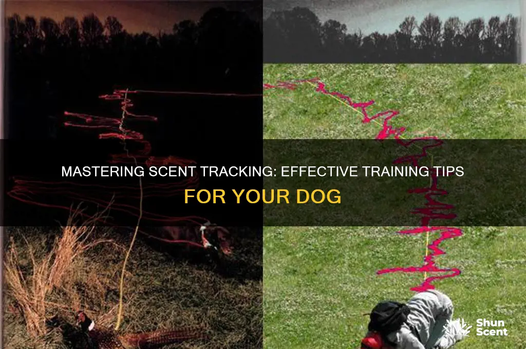 how do i train my dog to track scents