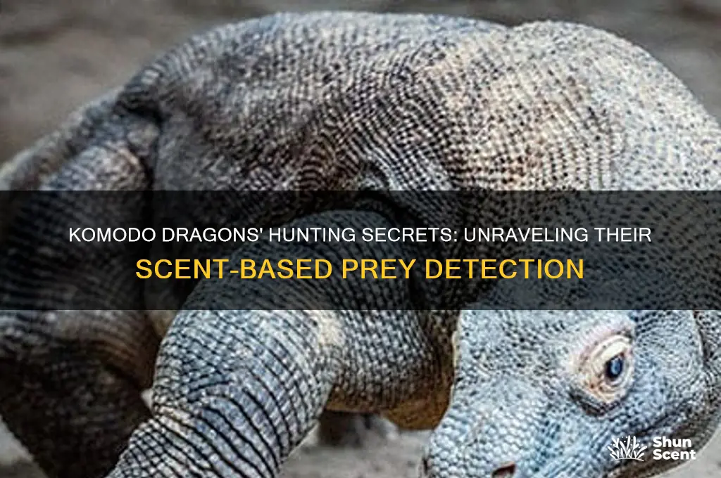 how do komodo dragons scent prey