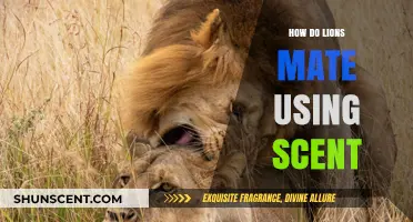 Lions' Mating Rituals: The Power of Scent in Courtship and Pairing