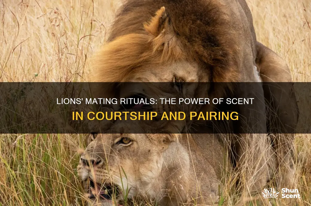 how do lions mate using scent