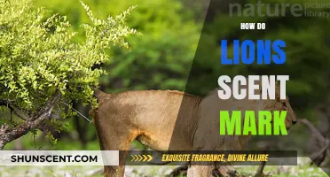 Unveiling the Secret: How Lions Use Scent Marking to Rule the Pride