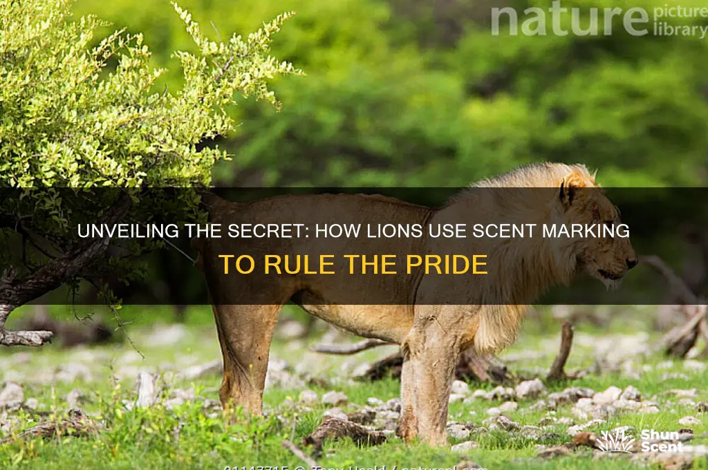 how do lions scent mark